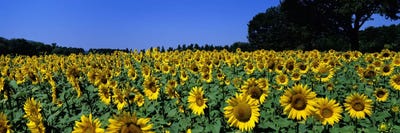 Sunflower Field, Provence-Alpes-Cote d'Azur, France by Panoramic Images canvas print