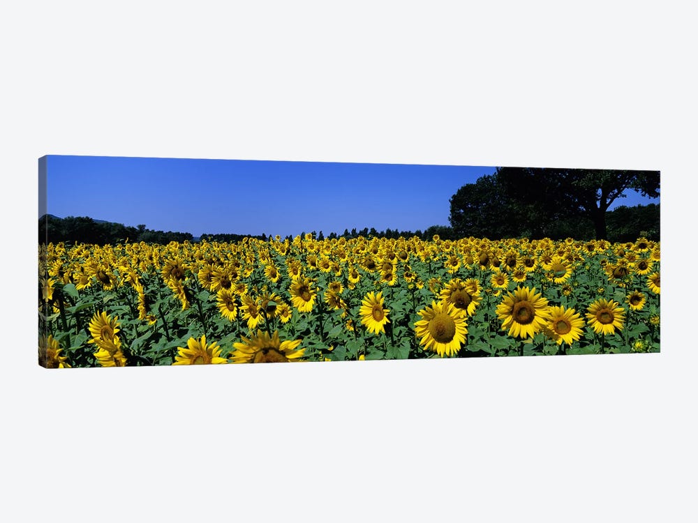 Sunflower Field, Provence-Alpes-Cote d'Azur, France by Panoramic Images 1-piece Canvas Artwork