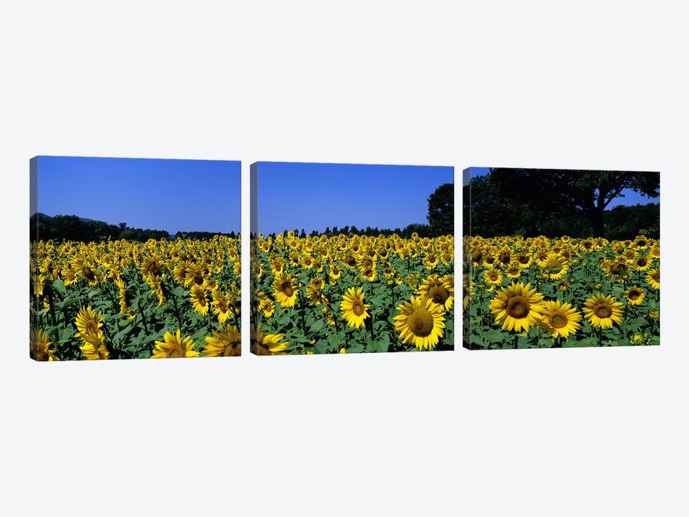 Sunflower Field, Provence-Alpes-Cote d'Azur, France by Panoramic Images 3-piece Canvas Artwork