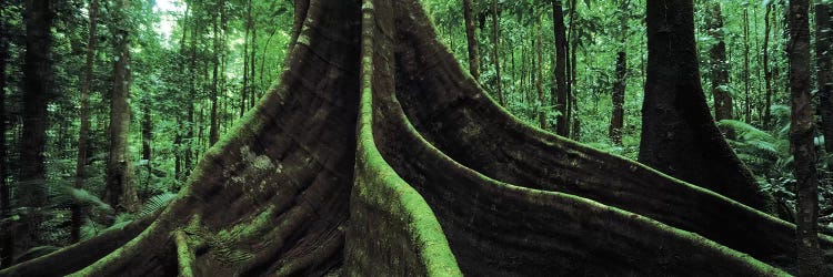 Giant Tree Roots, Daintree National Park, Far North, Queensland, Australia