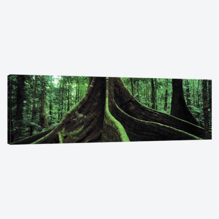 Giant Tree Roots, Daintree National Park, Far North, Queensland, Australia Canvas Print #PIM4846} by Panoramic Images Canvas Wall Art