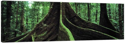 Giant Tree Roots, Daintree National Park, Far North, Queensland, Australia Canvas Art Print - Moss Art