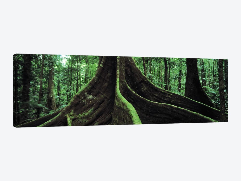 Giant Tree Roots, Daintree National Park, Far North, Queensland, Australia by Panoramic Images 1-piece Canvas Print