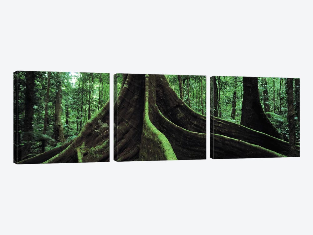 Giant Tree Roots, Daintree National Park, Far North, Queensland, Australia by Panoramic Images 3-piece Art Print