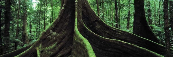 Moss: Giant Tree Roots, Daintree National Park, Far North, Queensland, Australia by Panoramic Images