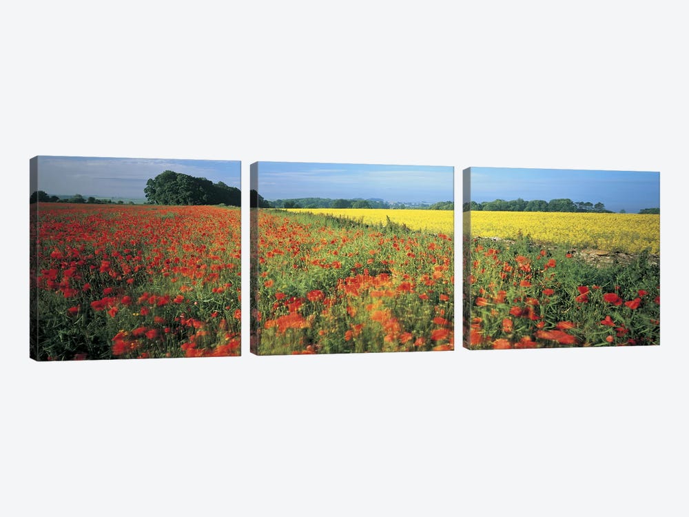 Floral Valley Landscape, Avon Valley, Near Bath, Somerset, England, United Kingdom by Panoramic Images 3-piece Canvas Print