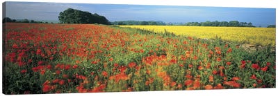Floral Valley Landscape, Avon Valley, Near Bath, Somerset, England, United Kingdom Canvas Art Print