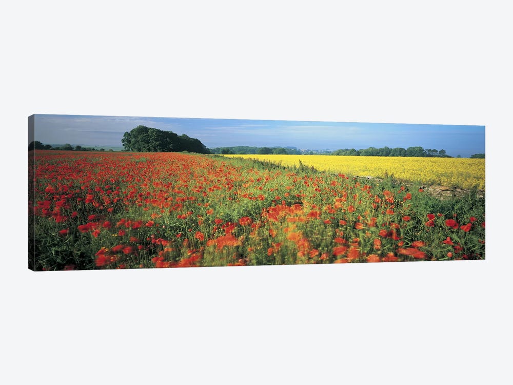 Floral Valley Landscape, Avon Valley, Near Bath, Somerset, England, United Kingdom by Panoramic Images 1-piece Canvas Art Print