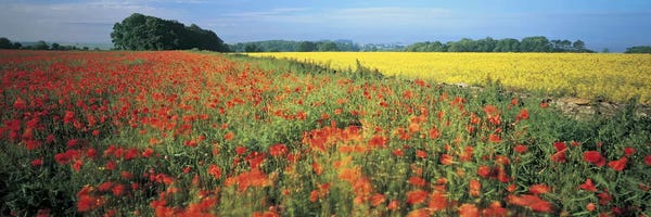 Bath: Floral Valley Landscape, Avon Valley, Near Bath, Somerset, England, United Kingdom by Panoramic Images