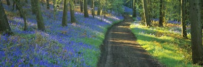 Bluebells Along A Dirt Road, Gloucestershire, Cotswolds, England, United Kingdom by Panoramic Images multi panel art
