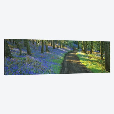 Bluebells Along A Dirt Road, Gloucestershire, Cotswolds, England, United Kingdom Canvas Print #PIM4877} by Panoramic Images Canvas Print