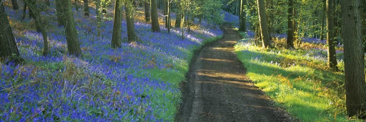 Bluebells Along A Dirt Road, Gloucestershire, Cotswolds, England, United Kingdom