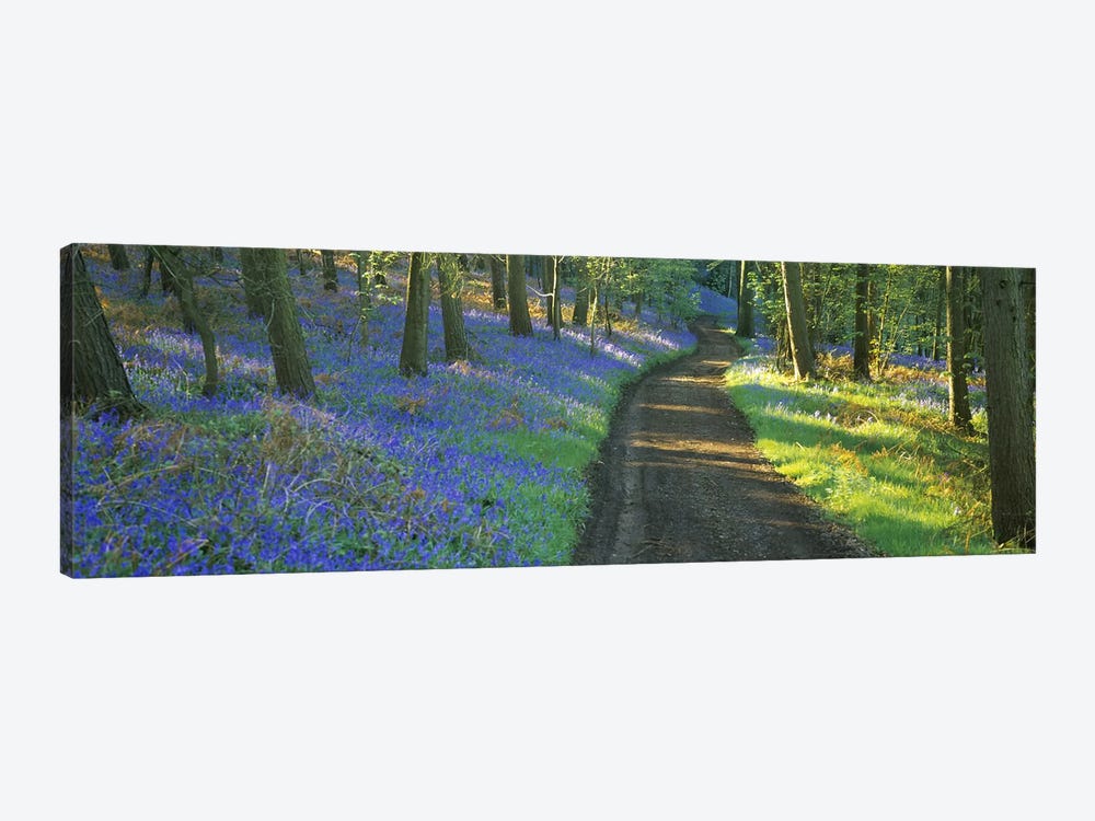 Bluebells Along A Dirt Road, Gloucestershire, Cotswolds, England, United Kingdom by Panoramic Images 1-piece Art Print