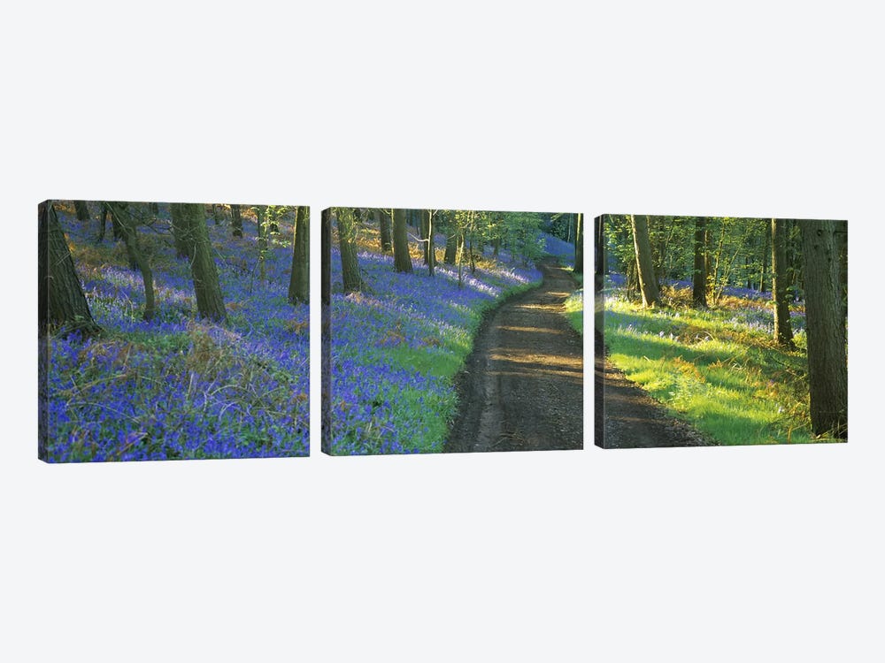 Bluebells Along A Dirt Road, Gloucestershire, Cotswolds, England, United Kingdom by Panoramic Images 3-piece Canvas Art Print