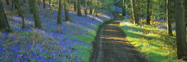 England: Bluebells Along A Dirt Road, Gloucestershire, Cotswolds, England, United Kingdom by Panoramic Images