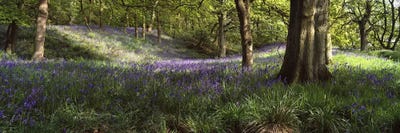 Bluebells In A Forest, Newton County, Texas, USA by Panoramic Images canvas print