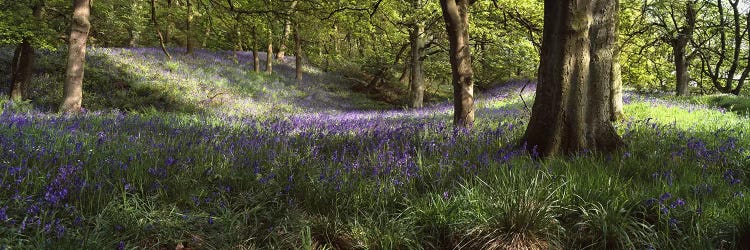 Bluebells In A Forest, Newton County, Texas, USA