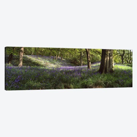 Bluebells In A Forest, Newton County, Texas, USA Canvas Print #PIM4972} by Panoramic Images Canvas Print