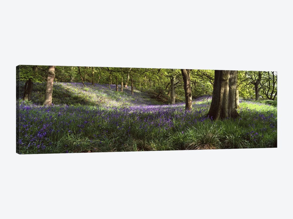 Bluebells In A Forest, Newton County, Texas, USA by Panoramic Images 1-piece Canvas Art Print