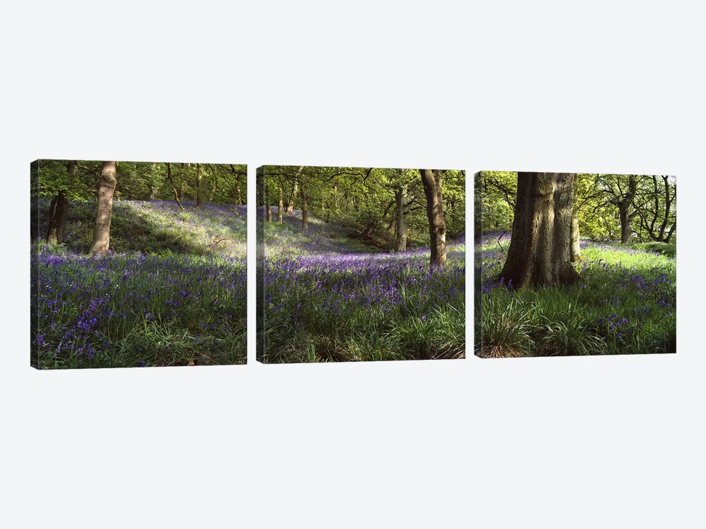 Bluebells In A Forest, Newton County, Texas, USA by Panoramic Images 3-piece Canvas Print