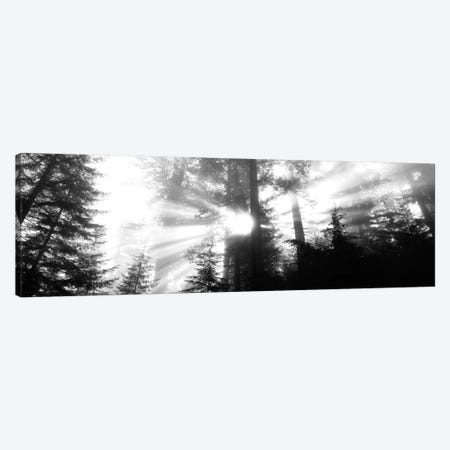 Misty Sunshine, Redwood National Park, California, USA Canvas Print #PIM497} by Panoramic Images Canvas Wall Art