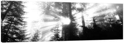 Misty Sunshine, Redwood National Park, California, USA Canvas Art Print - Redwood Trees