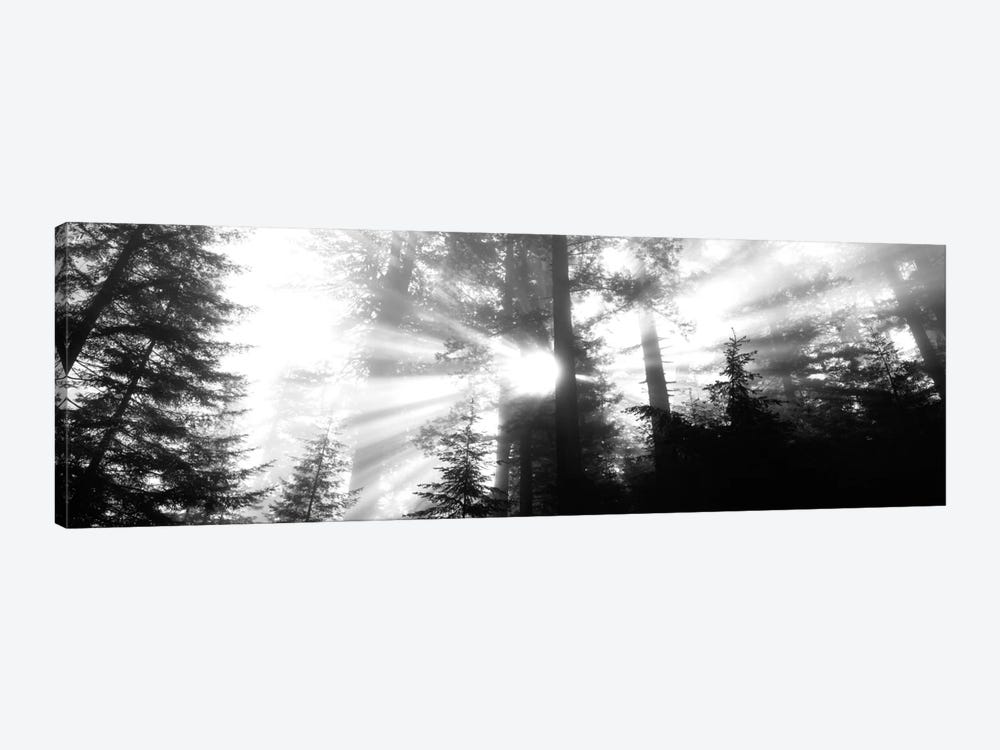 Misty Sunshine, Redwood National Park, California, USA by Panoramic Images 1-piece Canvas Art Print