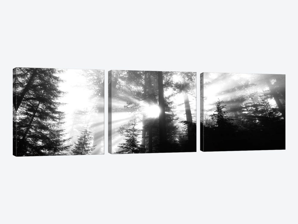 Misty Sunshine, Redwood National Park, California, USA by Panoramic Images 3-piece Art Print