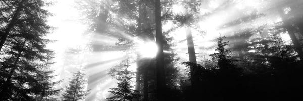 Redwood Trees: Misty Sunshine, Redwood National Park, California, USA by Panoramic Images