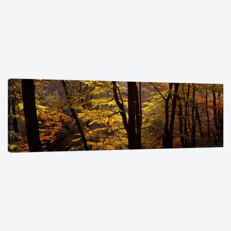 Mid Section View Of Trees, Littlebeck, North Yorkshire, England, United Kingdom Canvas Print #PIM4990} by Panoramic Images Canvas Print