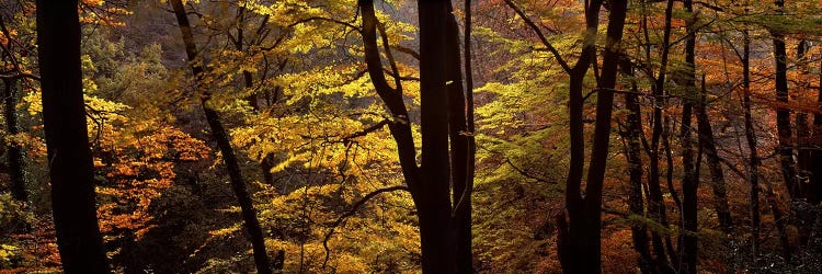 Mid Section View Of Trees, Littlebeck, North Yorkshire, England, United Kingdom