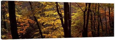 Mid Section View Of Trees, Littlebeck, North Yorkshire, England, United Kingdom Canvas Art Print