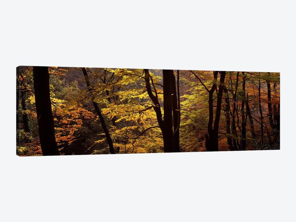 Mid Section View Of Trees, Littlebeck, North Yorkshire, England, United Kingdom by Panoramic Images 1-piece Art Print