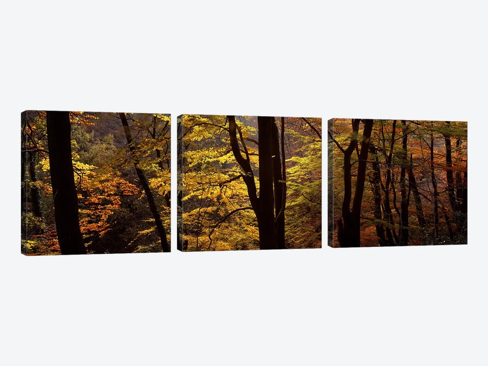 Mid Section View Of Trees, Littlebeck, North Yorkshire, England, United Kingdom 3-piece Canvas Print