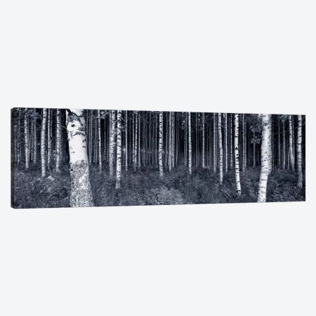 Birch Trees In A Forest, Finland Canvas Print #PIM5016} by Panoramic Images Canvas Wall Art