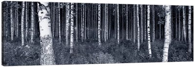 Birch Trees In A Forest, Finland Canvas Art Print - Nature Panoramics