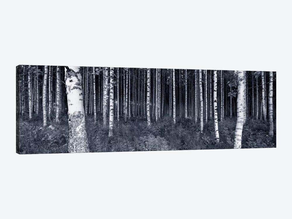 Birch Trees In A Forest, Finland by Panoramic Images 1-piece Canvas Art Print