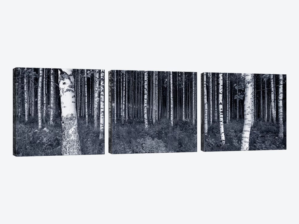 Birch Trees In A Forest, Finland by Panoramic Images 3-piece Art Print