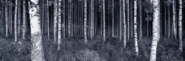 Tree Close-Ups: Birch Trees In A Forest, Finland by Panoramic Images