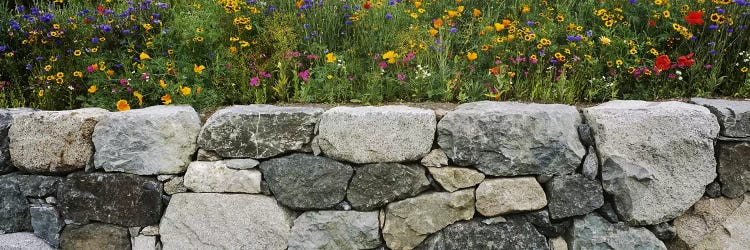 Wildflowers growing near a stone wall, Fidalgo Island, Skagit County, Washington State, USA