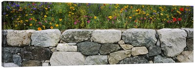 Wildflowers growing near a stone wall, Fidalgo Island, Skagit County, Washington State, USA Canvas Art Print - Places