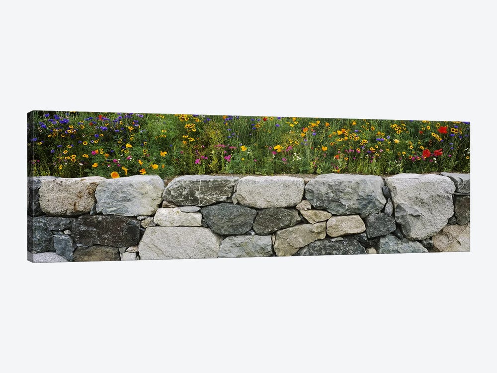 Wildflowers growing near a stone wall, Fidalgo Island, Skagit County, Washington State, USA by Panoramic Images 1-piece Canvas Wall Art