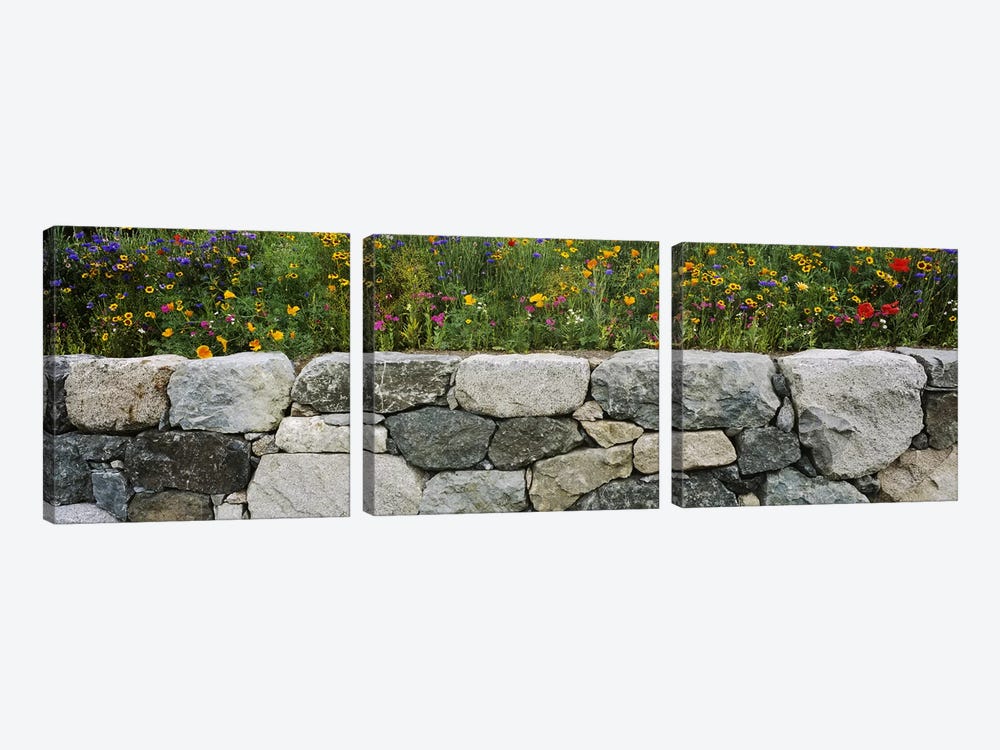 Wildflowers growing near a stone wall, Fidalgo Island, Skagit County, Washington State, USA by Panoramic Images 3-piece Canvas Artwork