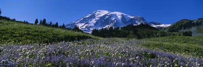 Wildflowers On A Landscape, Mt Rainier National Park, Washington State, USA #3 by Panoramic Images multi panel art