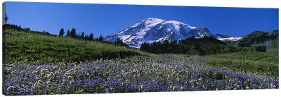 Wildflowers On A Landscape, Mt Rainier National Park, Washington State, USA #3 Canvas Art Print - Washington Art
