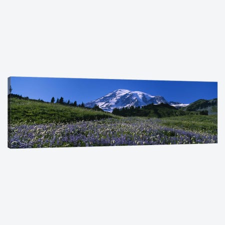 Wildflowers On A Landscape, Mt Rainier National Park, Washington State, USA #3 Canvas Print #PIM5040} by Panoramic Images Canvas Artwork