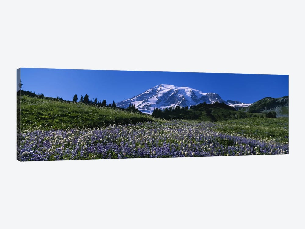 Wildflowers On A Landscape, Mt Rainier National Park, Washington State, USA #3 by Panoramic Images 1-piece Canvas Artwork