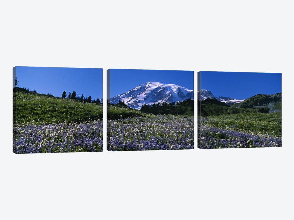 Wildflowers On A Landscape, Mt Rainier National Park, Washington State, USA #3 by Panoramic Images 3-piece Canvas Artwork