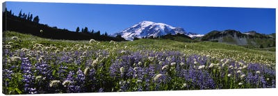 Wildflowers On A Landscape, Mt Rainier National Park, Washington State, USA #4 Canvas Art Print - Mount Rainier National Park Art
