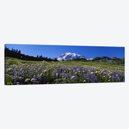 Wildflowers On A Landscape, Mt Rainier National Park, Washington State, USA #4 Canvas Print #PIM5041} by Panoramic Images Canvas Wall Art